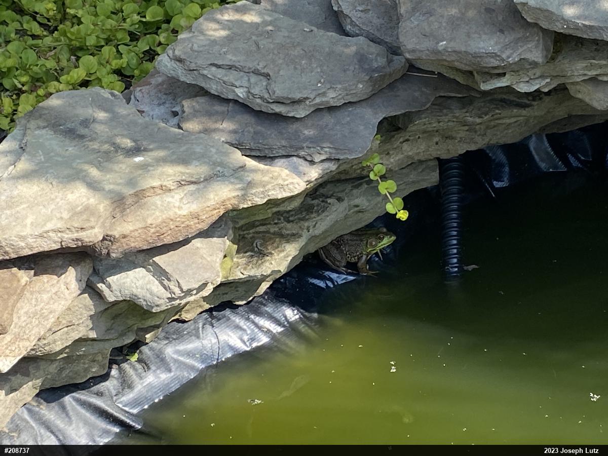 Green Frog