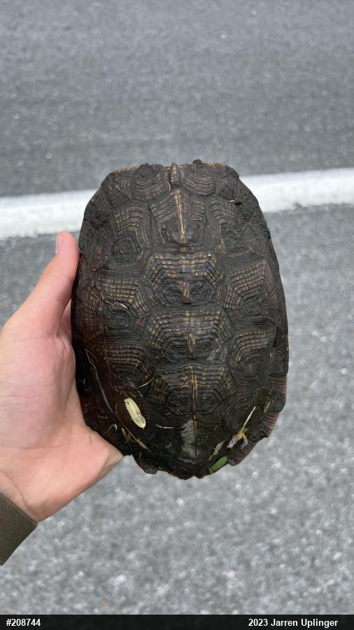 Wood Turtle