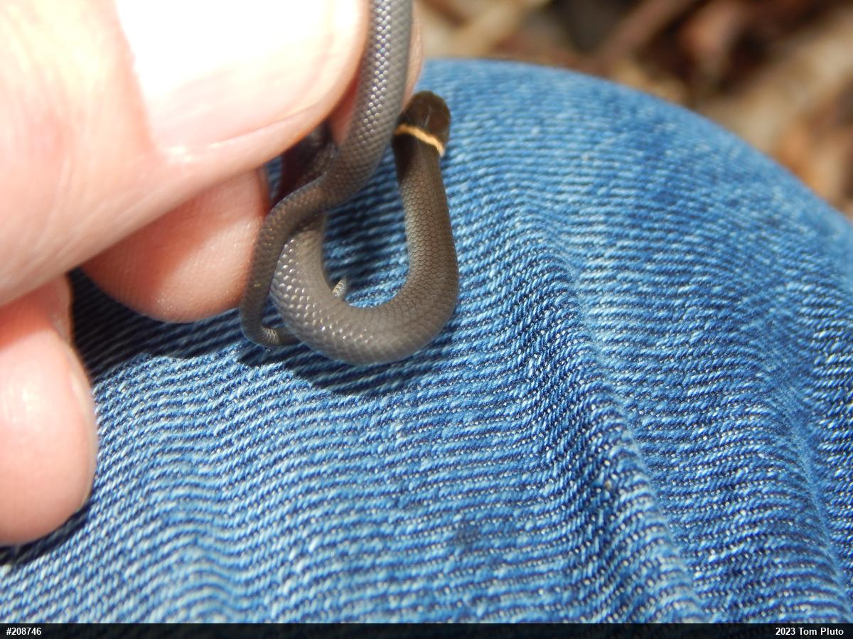 Northern Ring-necked Snake