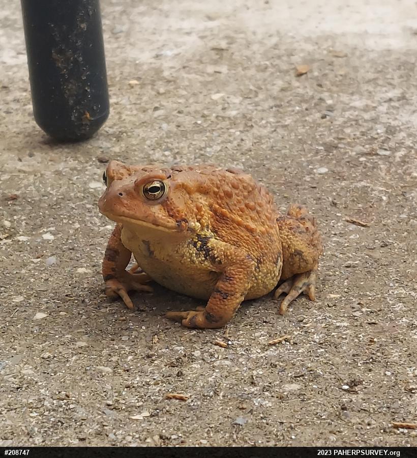 Eastern American Toad