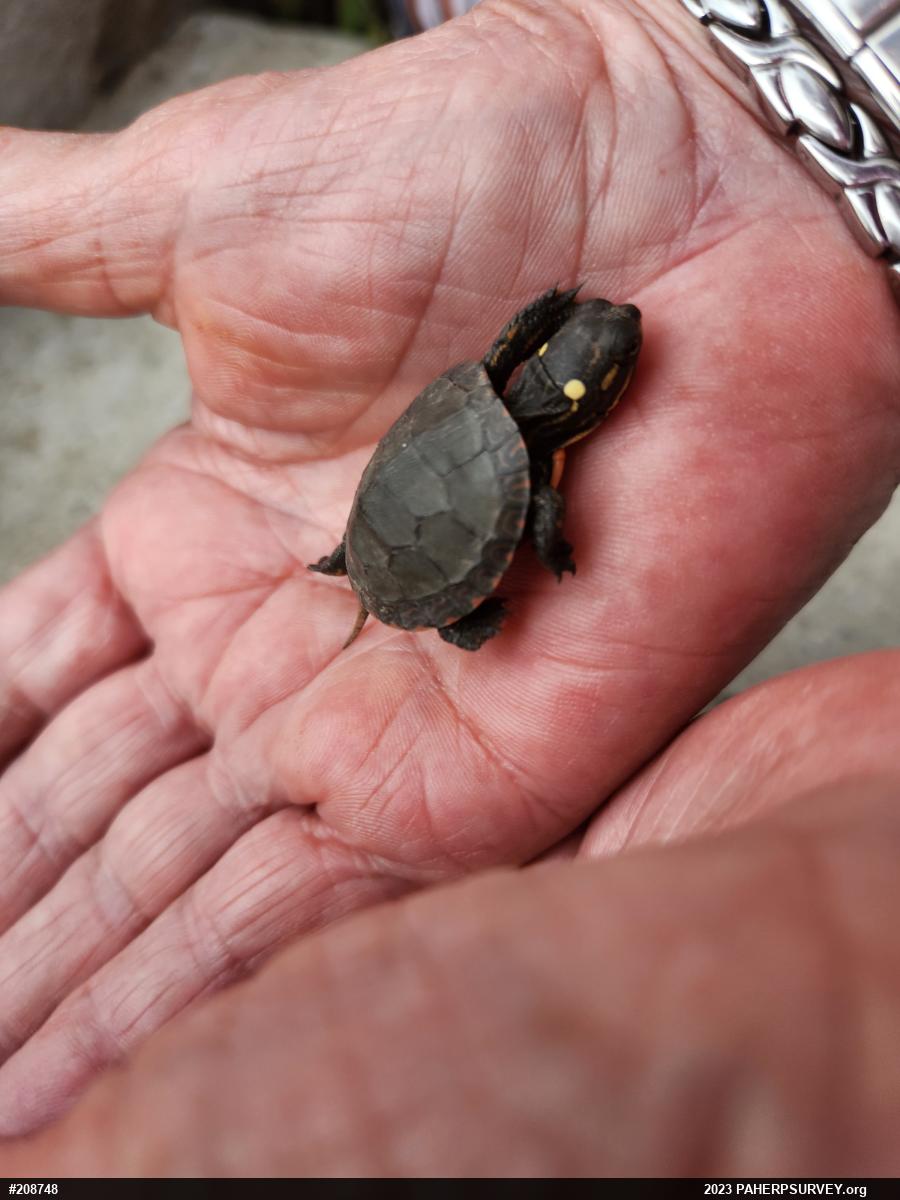 Midland Painted Turtle