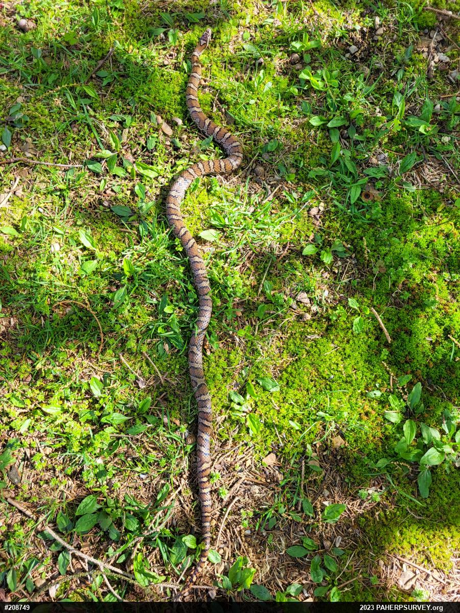Eastern Milksnake