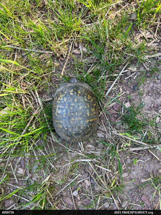 Eastern Box Turtle