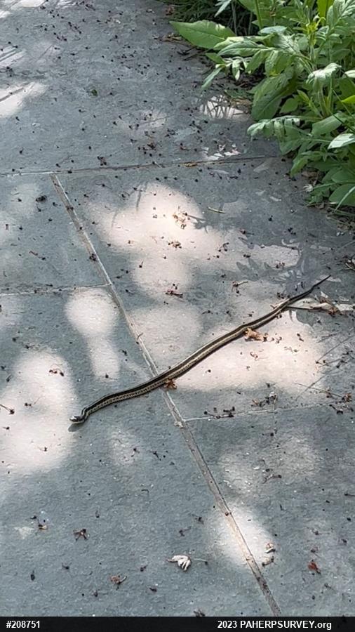 Eastern Gartersnake