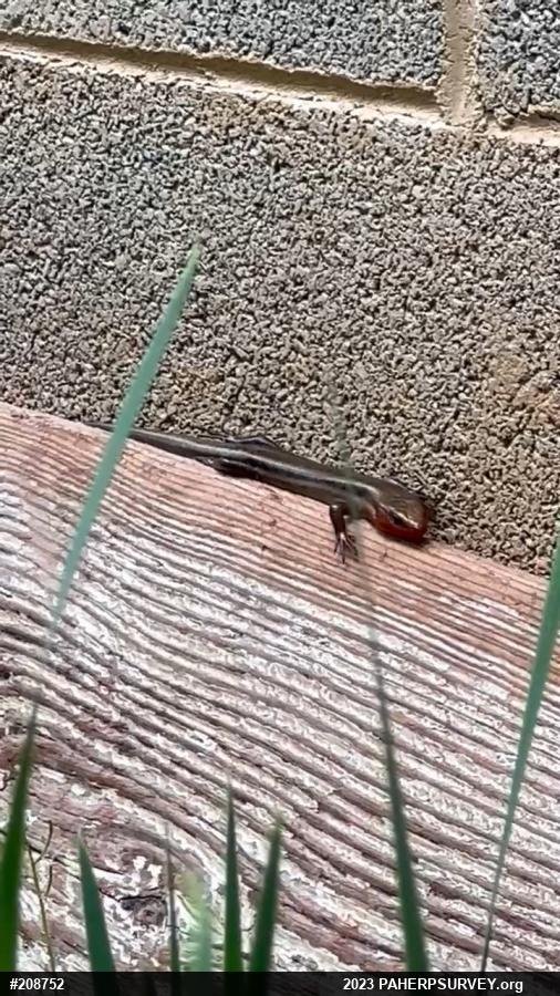 Common Five-lined Skink