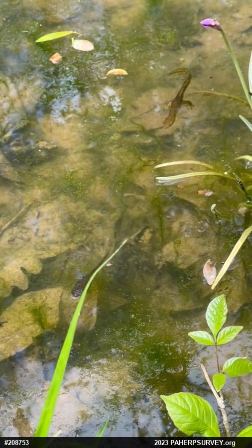 Red-spotted Newt