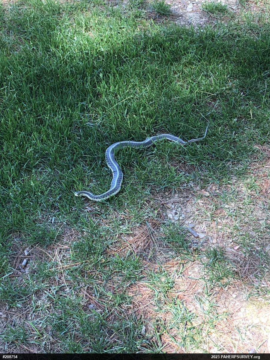 Eastern Gartersnake