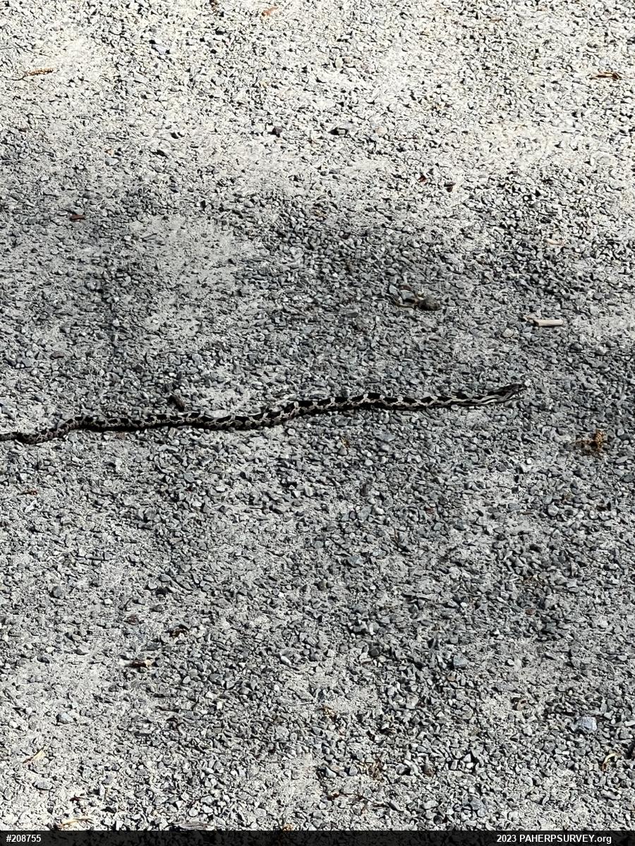Eastern Ratsnake