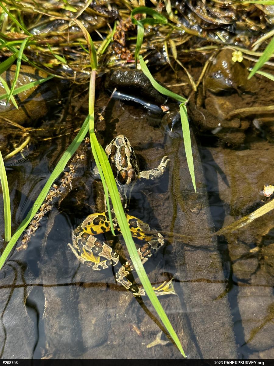 Pickerel Frog