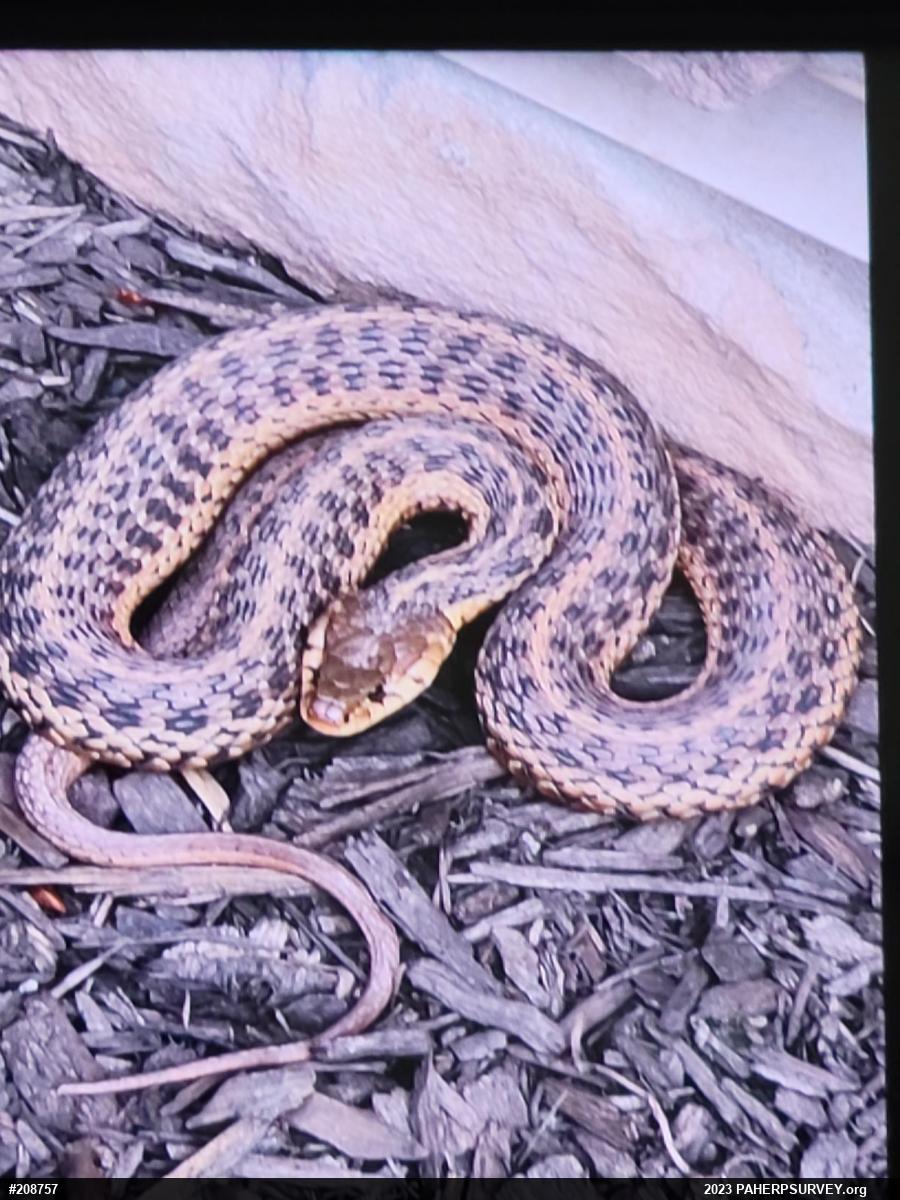 Eastern Gartersnake