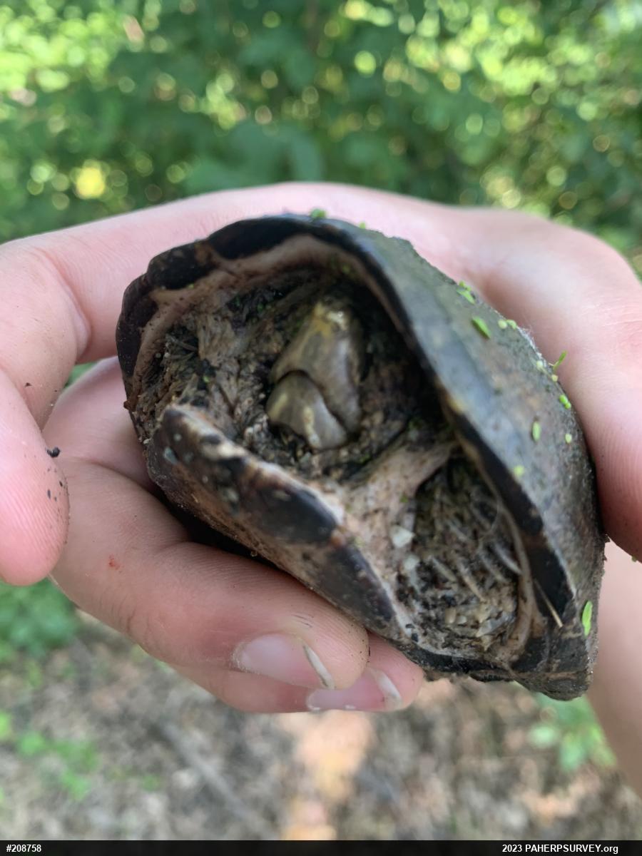 Eastern Musk Turtle