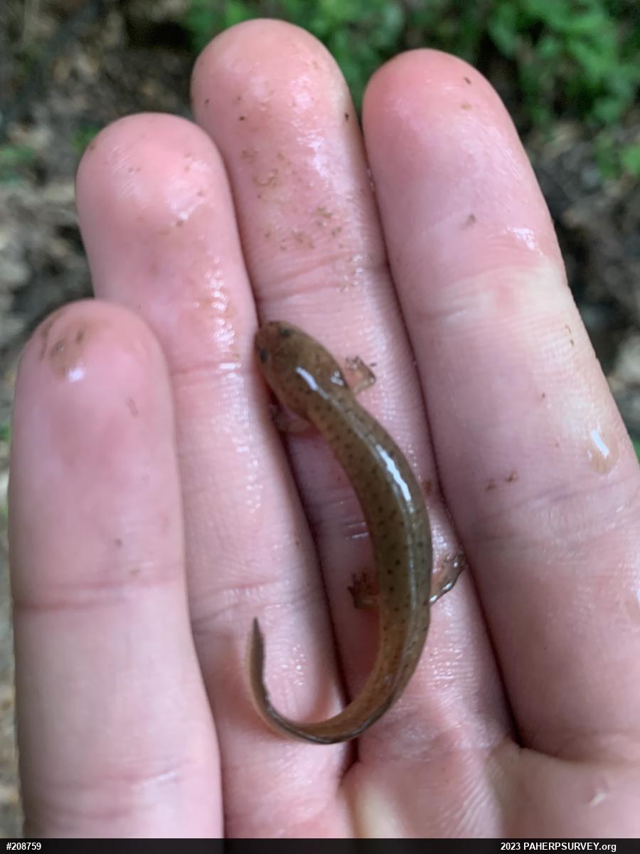 Northern Red Salamander