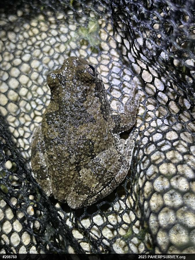 Unknown Gray Treefrog