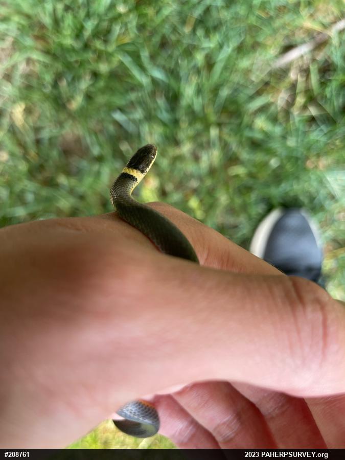 Northern Ring-necked Snake