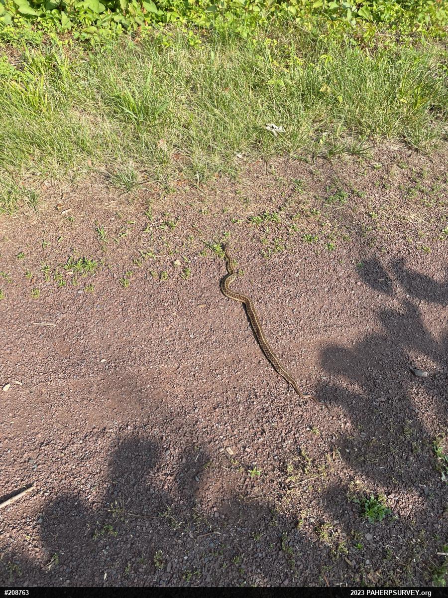 Eastern Gartersnake
