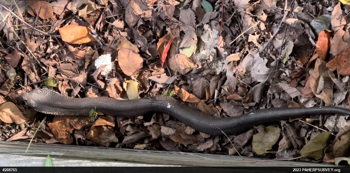 Eastern Hog-nosed Snake
