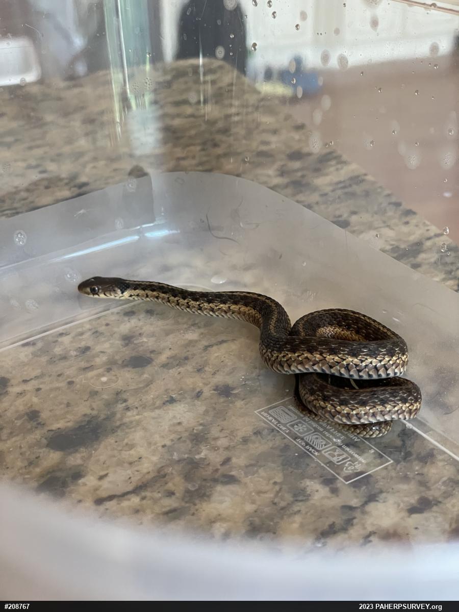 Eastern Gartersnake