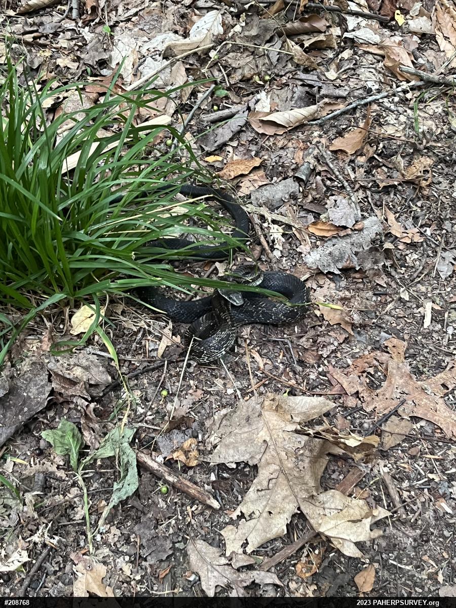 Eastern Ratsnake