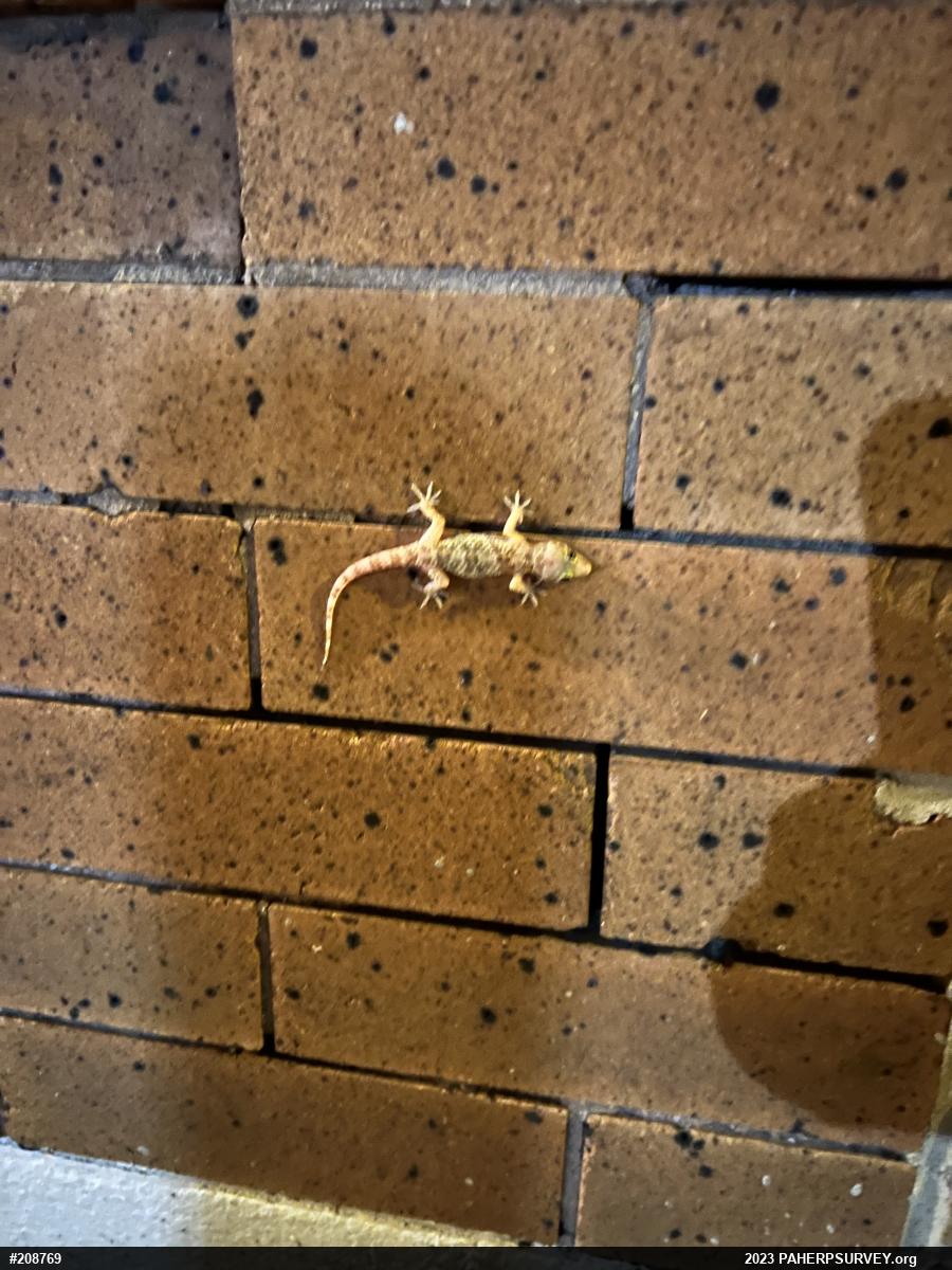 Mediterranean House Geckos