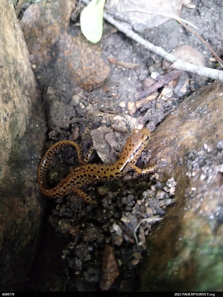 Eastern Long-tailed Salamander