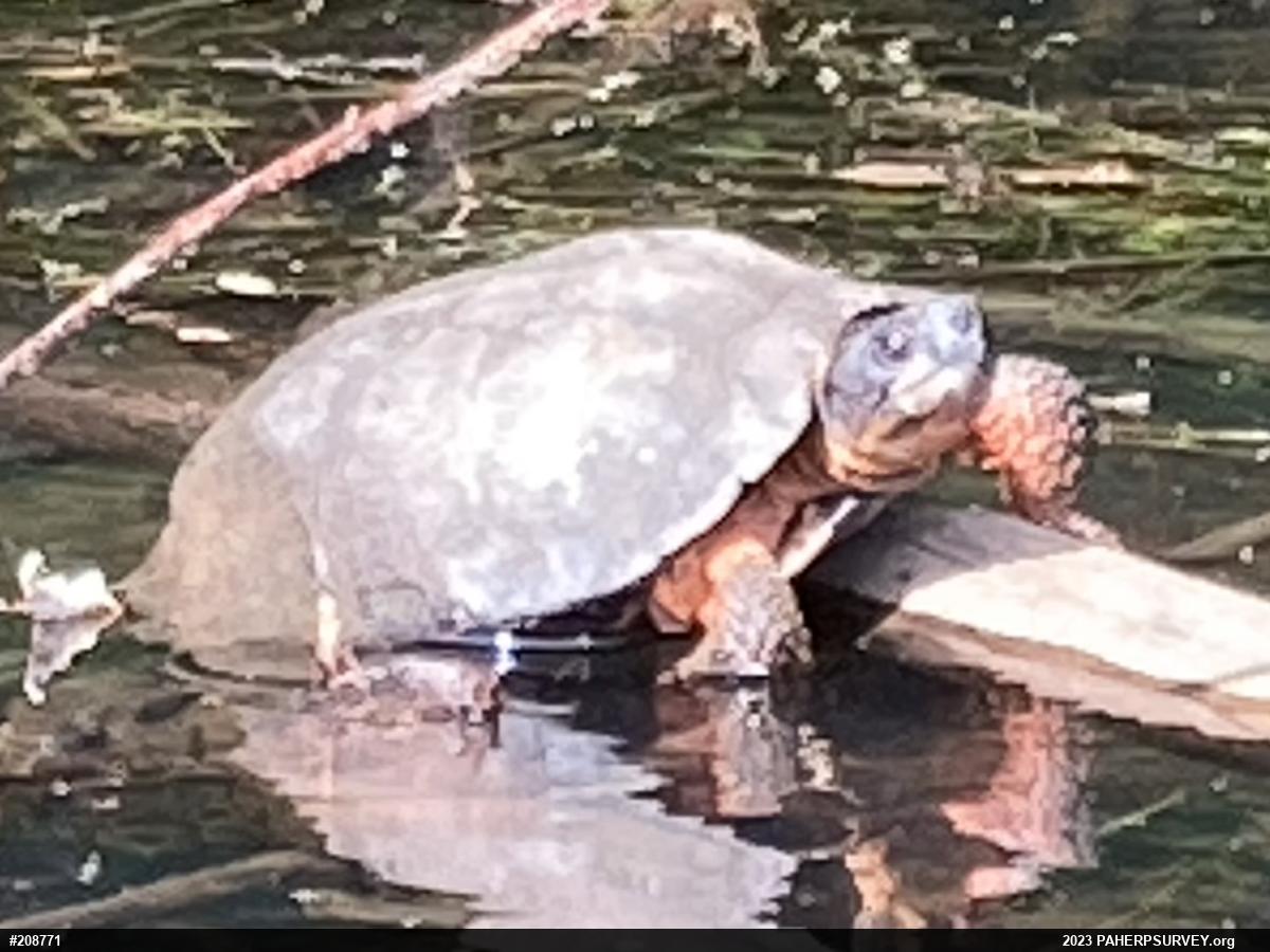 Wood Turtle