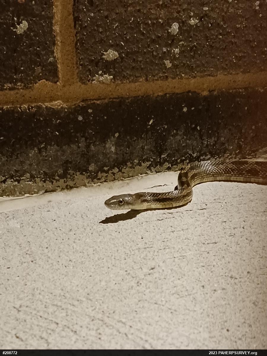 Eastern Ratsnake