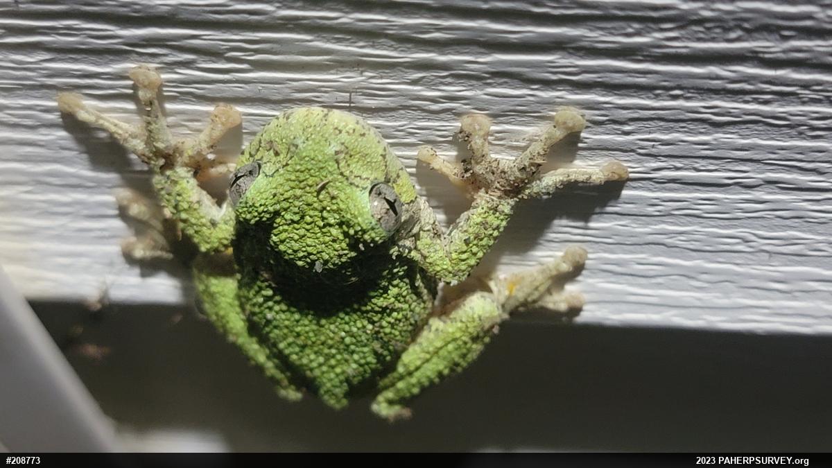 Unknown Gray Treefrog