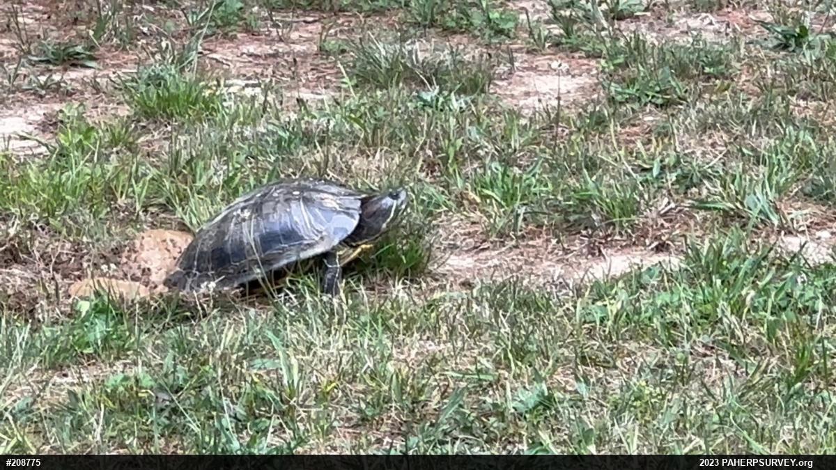 Red-eared Slider