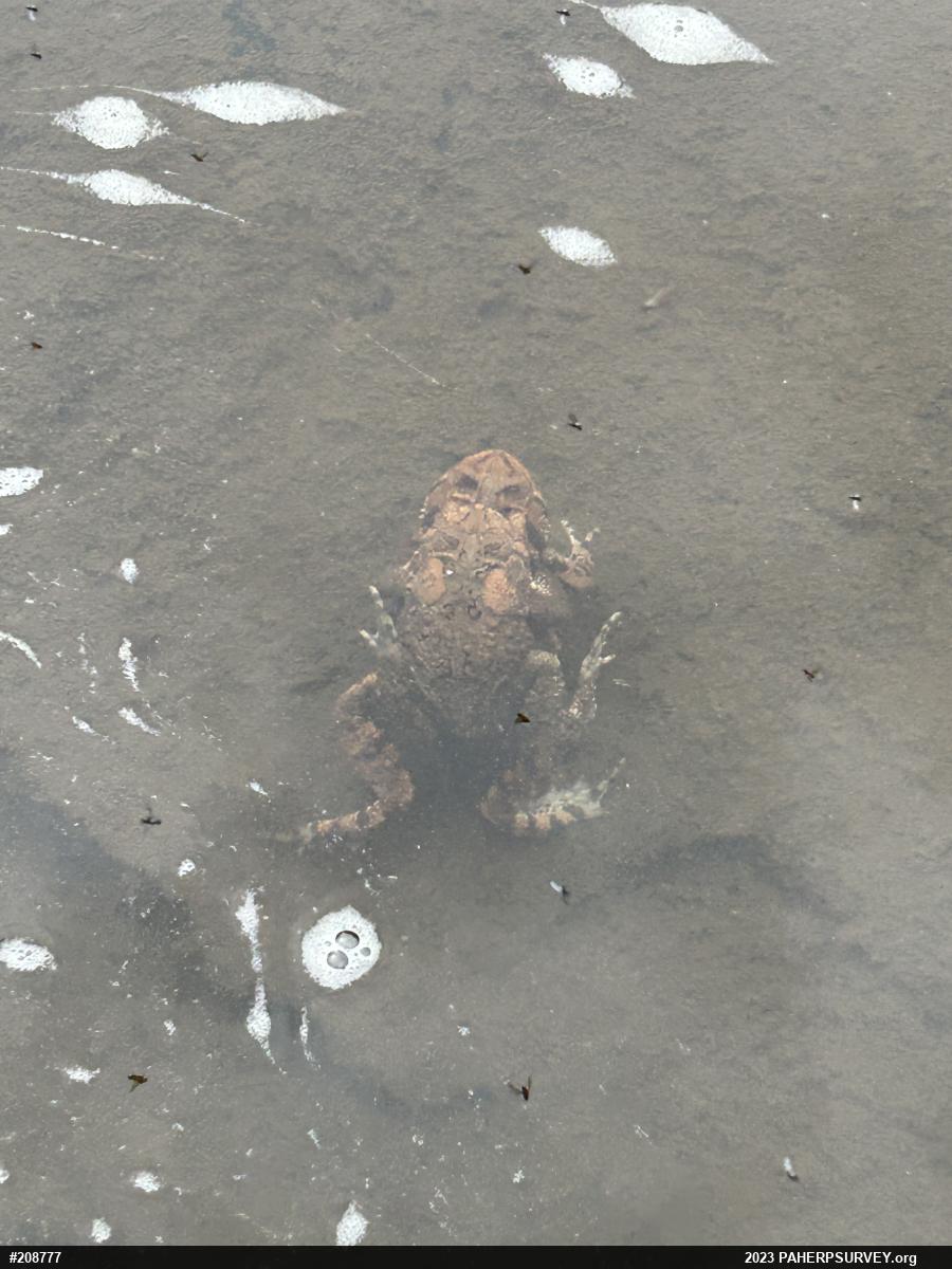 Eastern American Toad