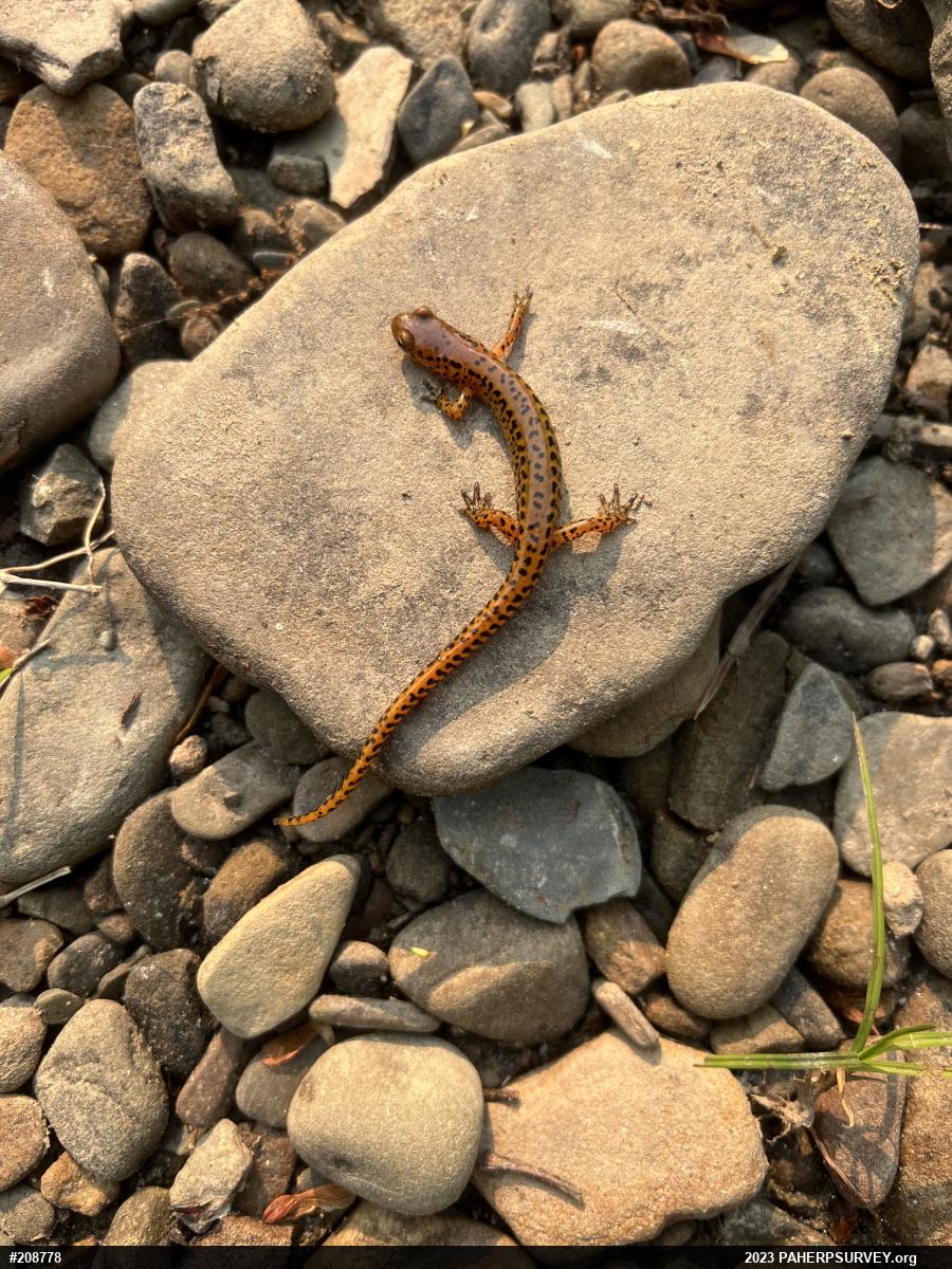 Eastern Long-tailed Salamander