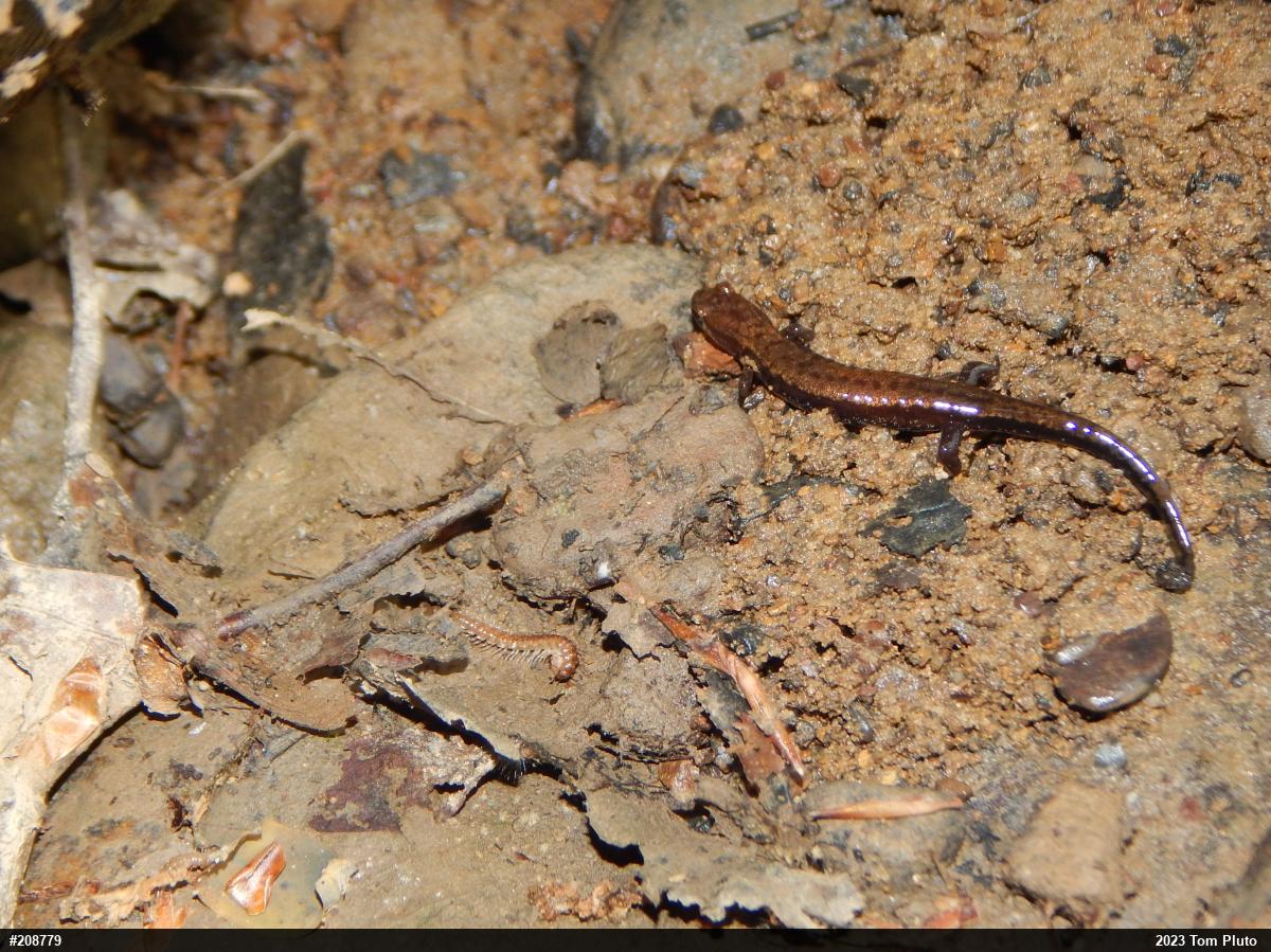 Allegheny Mountain Dusky Salamander
