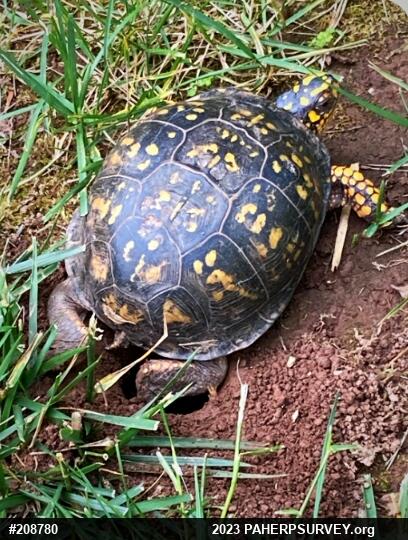 Eastern Box Turtle