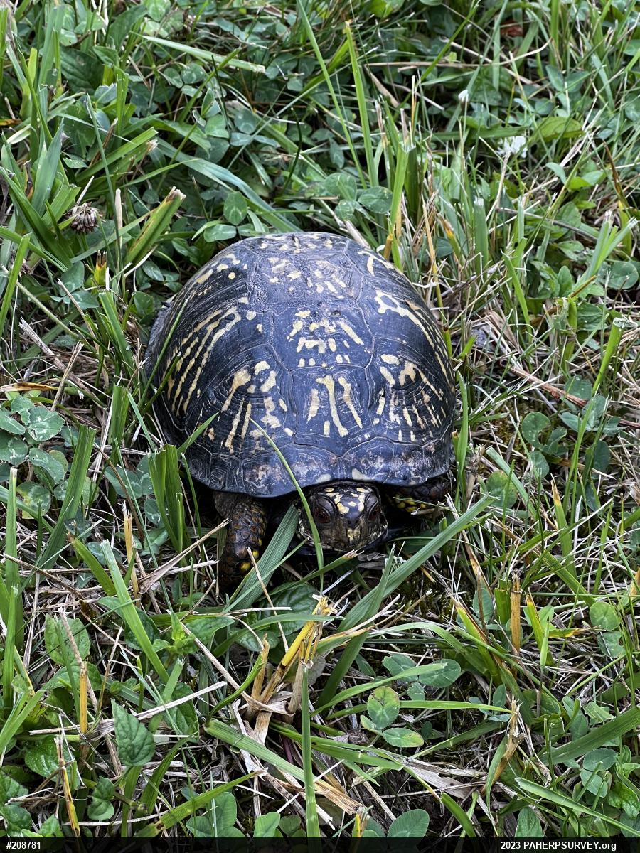 Eastern Box Turtle
