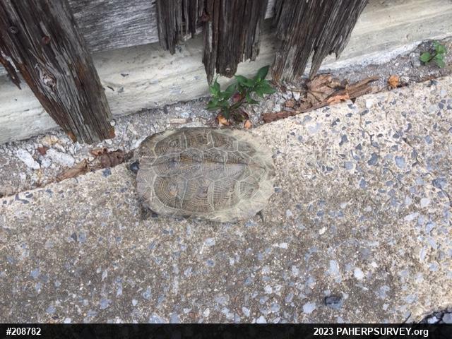 Wood Turtle