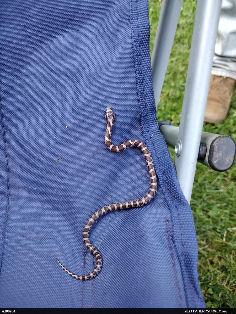Eastern Milksnake