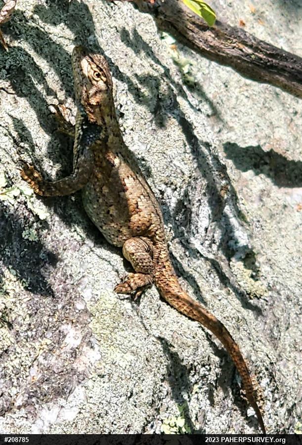 Eastern Fence Lizard