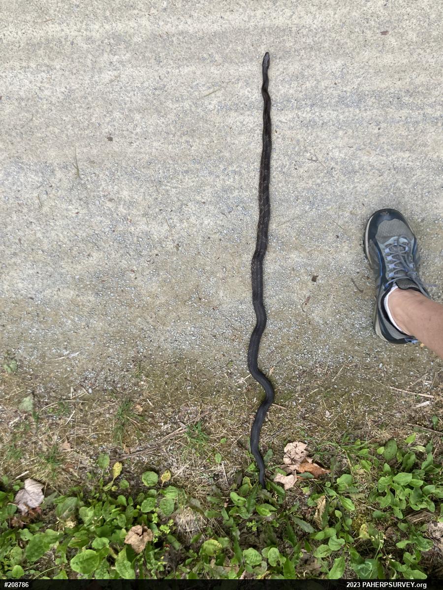 Eastern Ratsnake