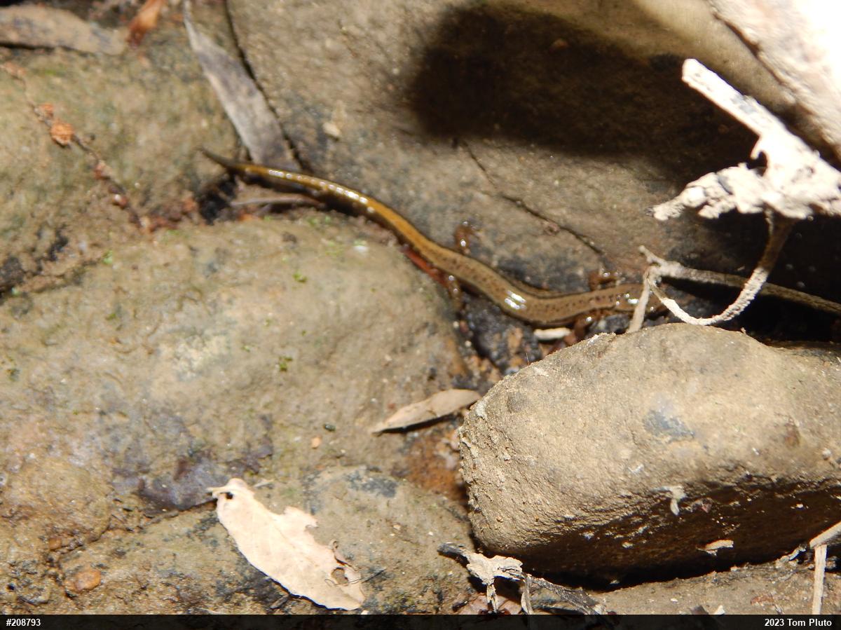 Northern Two-lined Salamander