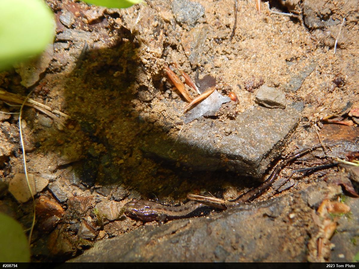 Allegheny Mountain Dusky Salamander