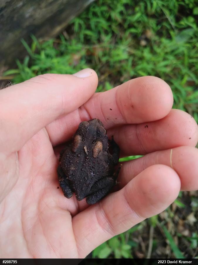 Eastern American Toad