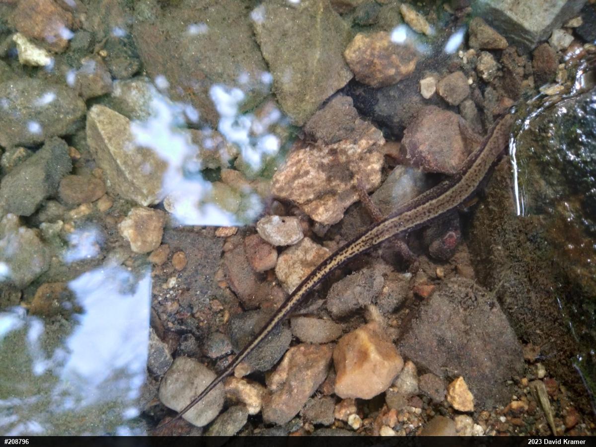 Northern Two-lined Salamander