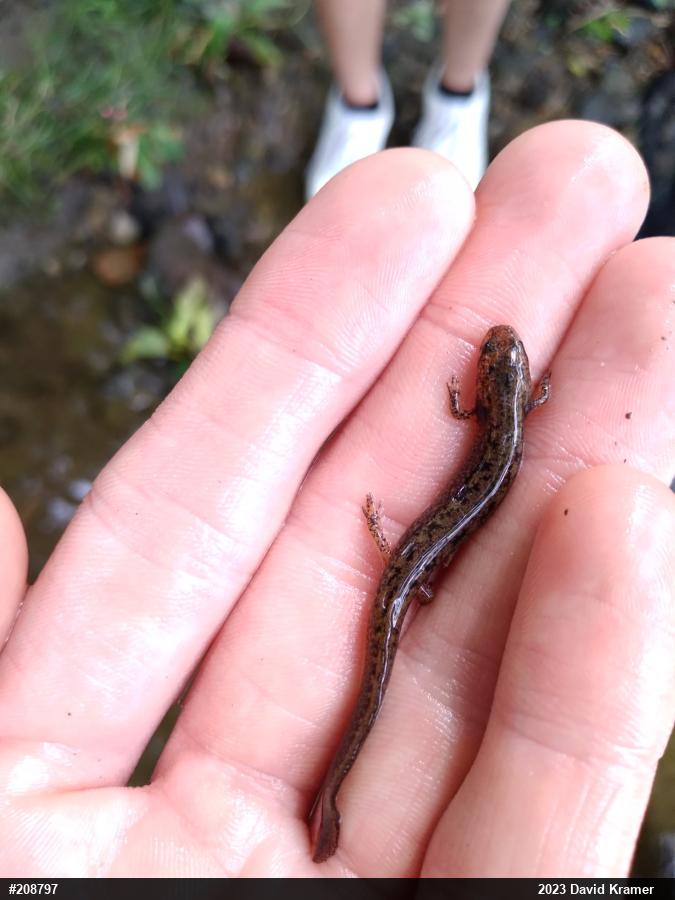 Northern Two-lined Salamander