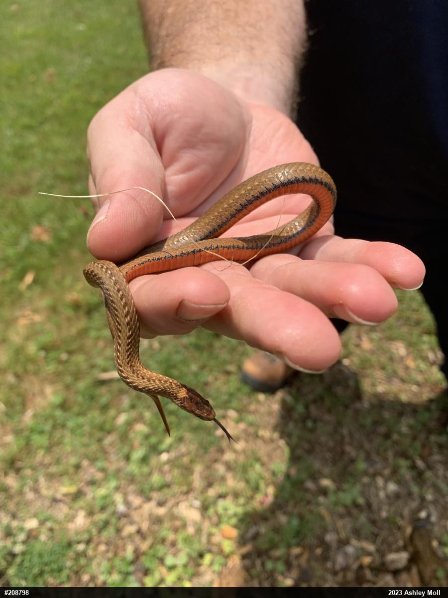 Red-bellied Snake
