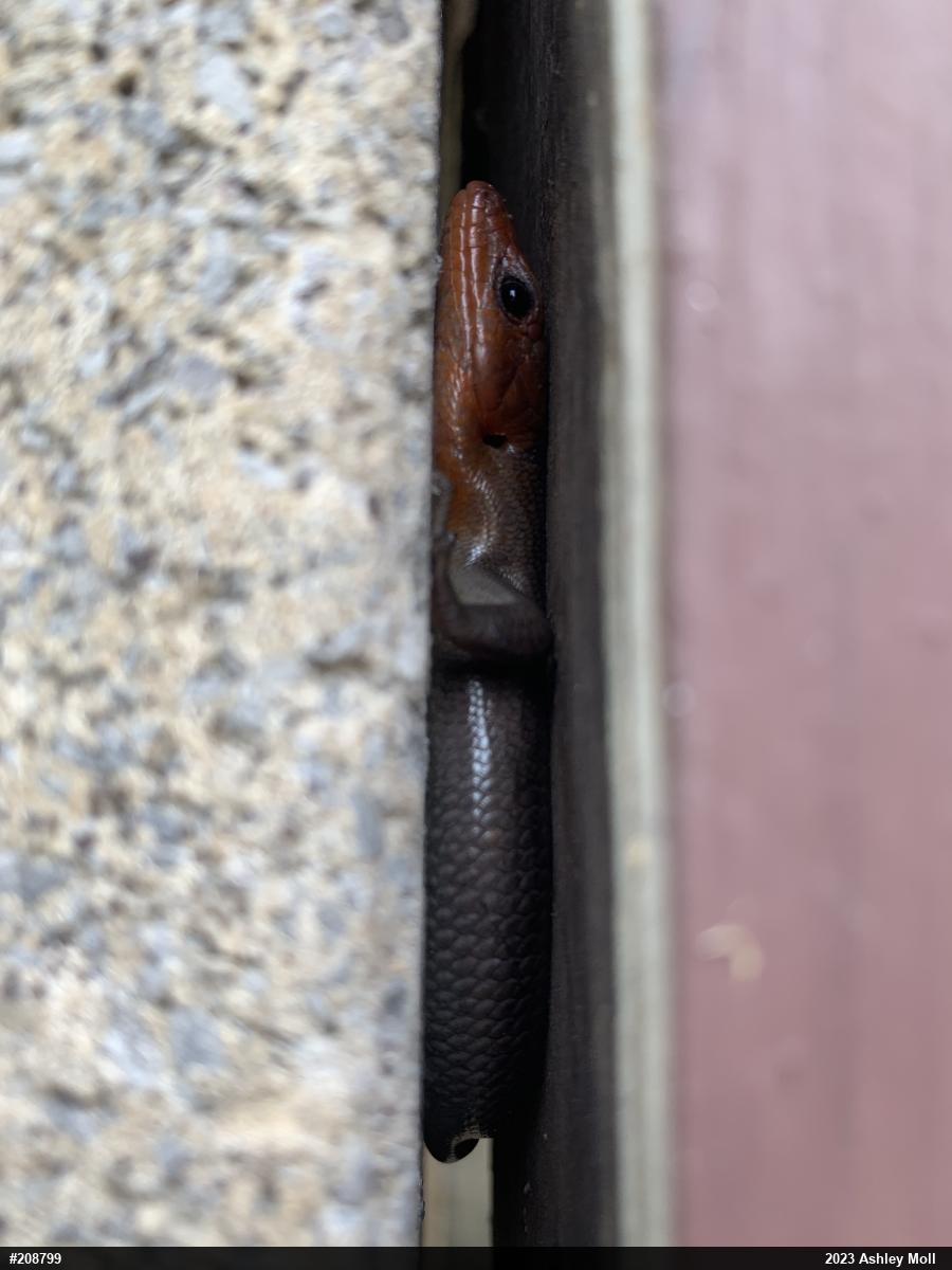Common Five-lined Skink