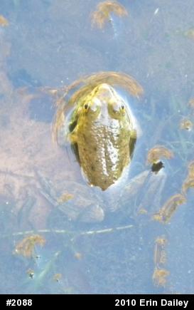 American Bullfrog