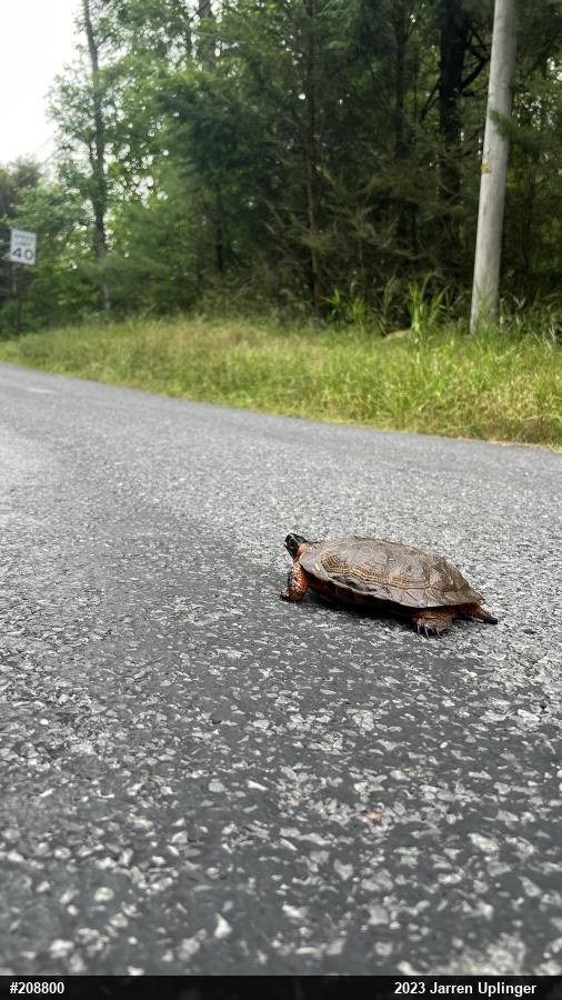 Wood Turtle