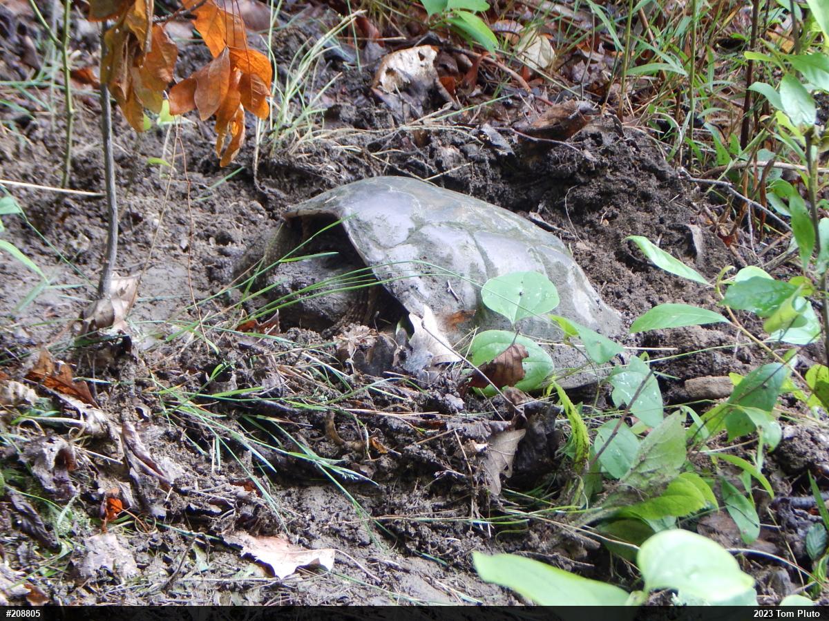 Snapping Turtle