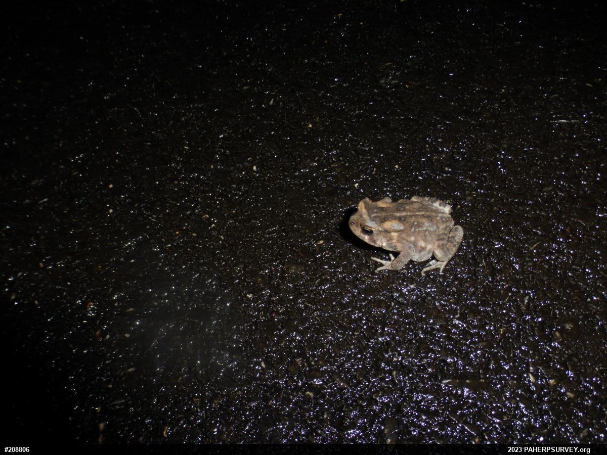 Eastern American Toad