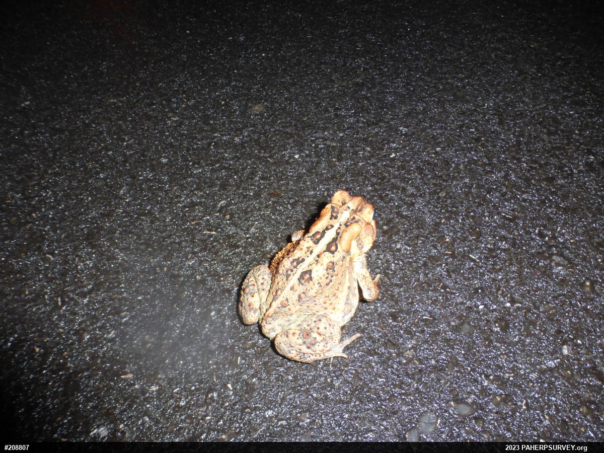 Eastern American Toad