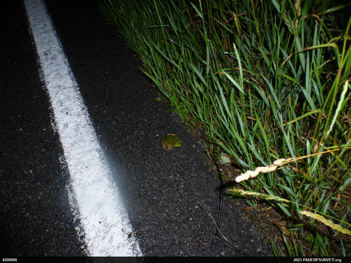 Green Frog